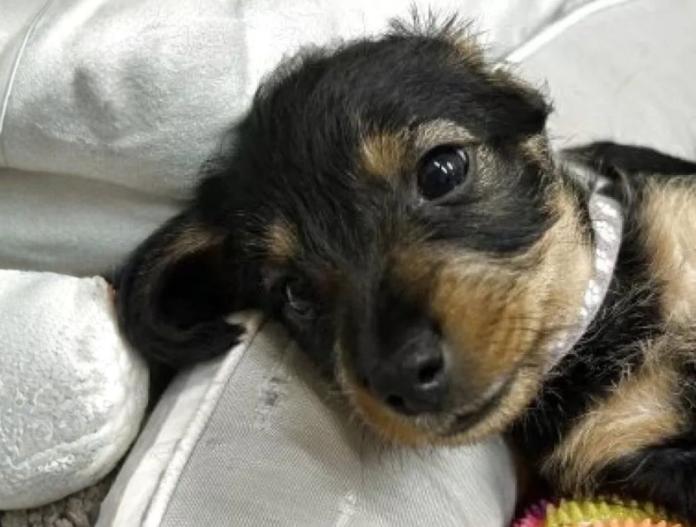 犬のプロフィール画像