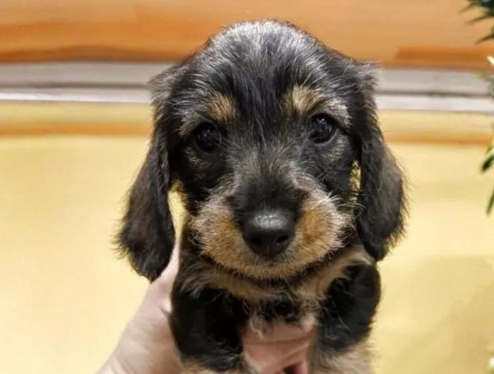 犬のプロフィール画像