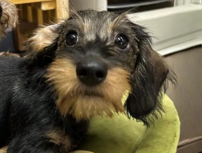 ミニチュアダックスフンド(ワイアー)(長野県・女の子・2025/09/06・ワイルドボア)の子犬情報! | 宮嵜 尚美ブリーダー(892)