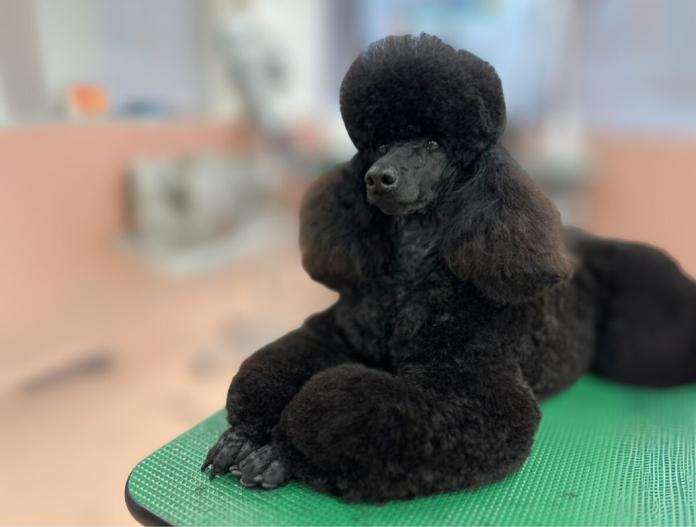親犬のプロフィール画像