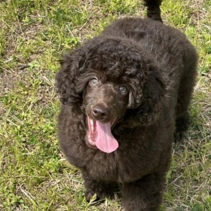 ミディアムプードル(1353)の子犬情報