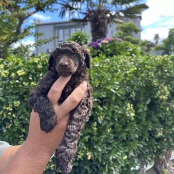 ミディアムプードル(1549)の子犬情報