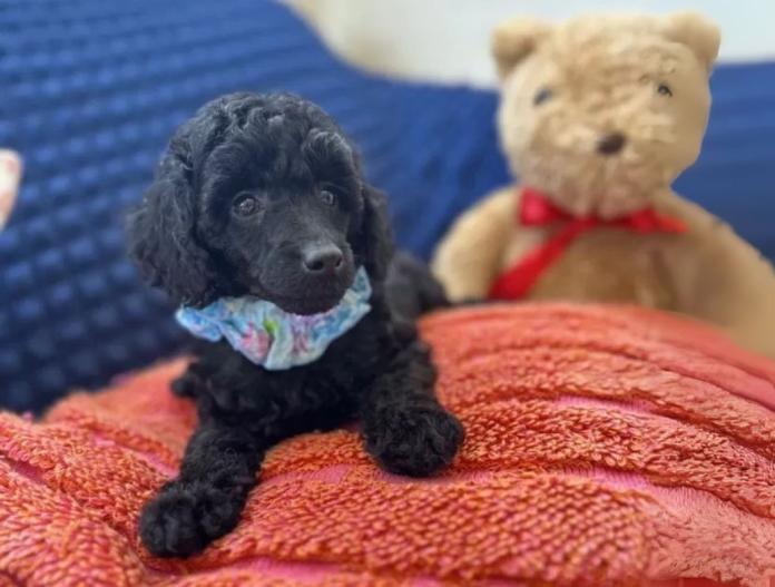 犬のプロフィール画像
