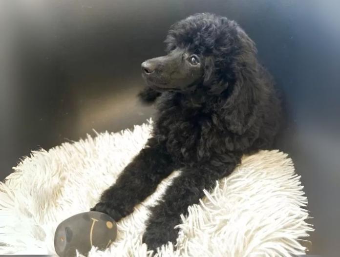 犬のプロフィール画像
