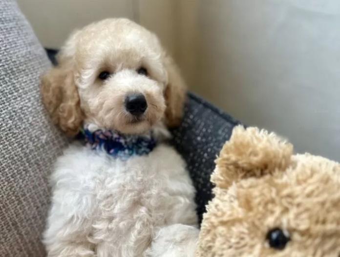 犬のプロフィール画像
