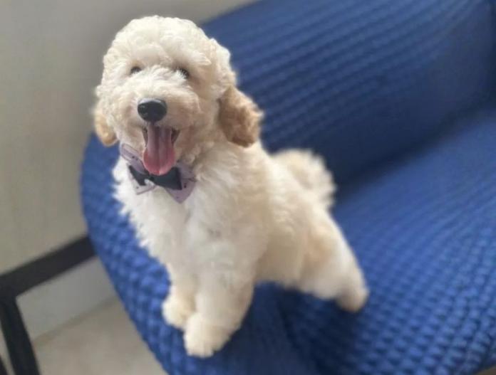 犬のプロフィール画像