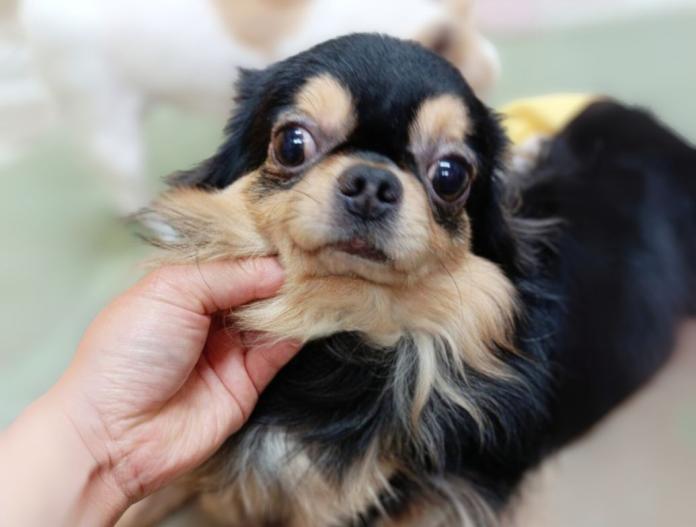 親犬のプロフィール画像