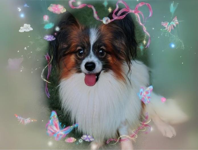 犬のプロフィール画像