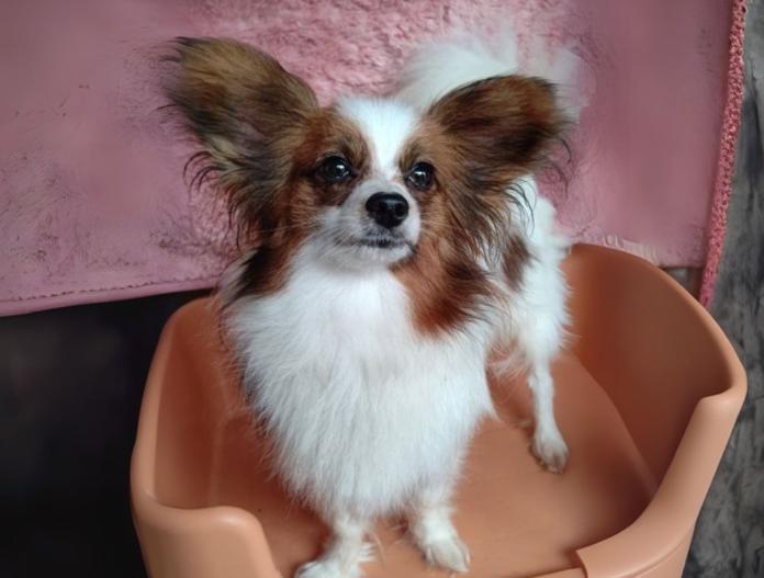 犬のプロフィール画像