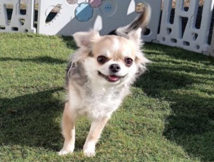 親犬のプロフィール画像