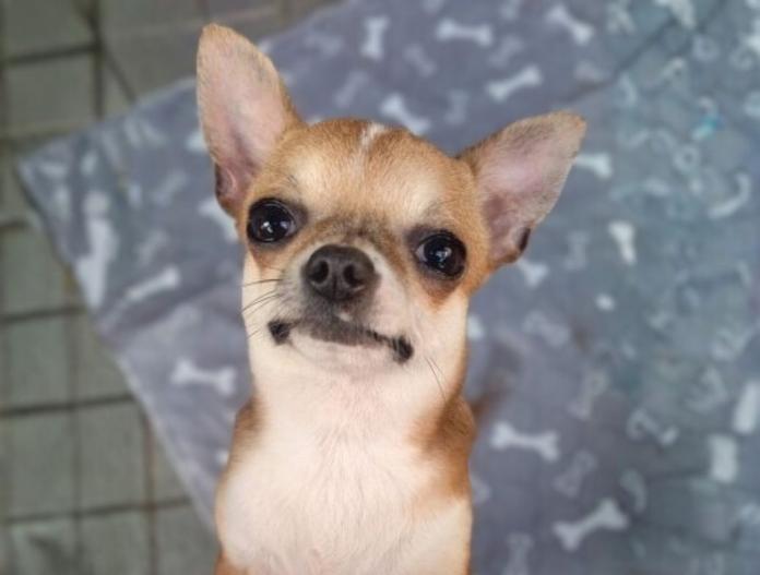 犬のプロフィール画像