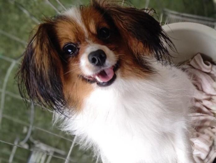 犬のプロフィール画像