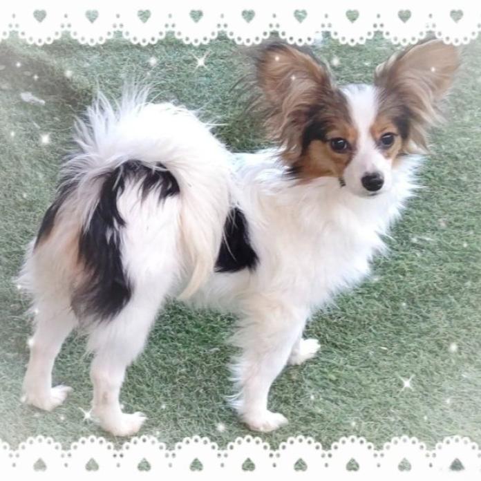 犬のプロフィール画像