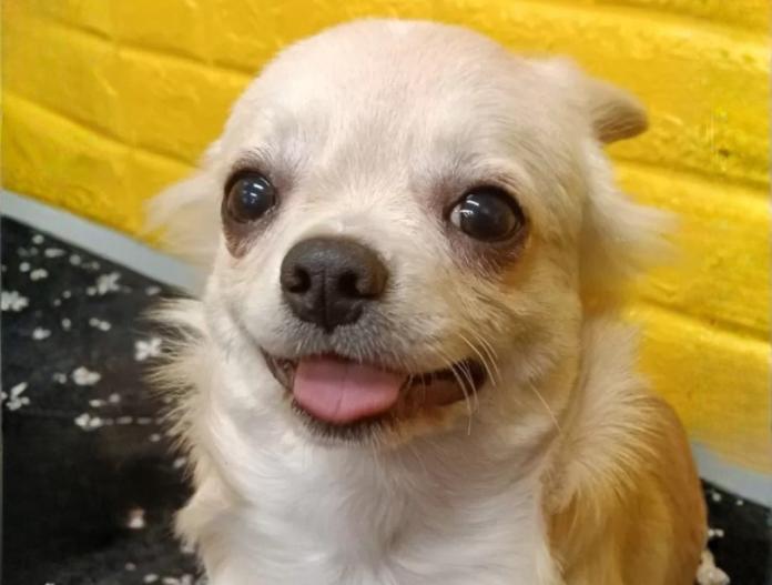 チワワ(ロング)(千葉県・男の子・2025/07/22・クリーム)の子犬情報! | 土屋 弘美ブリーダー(1024)