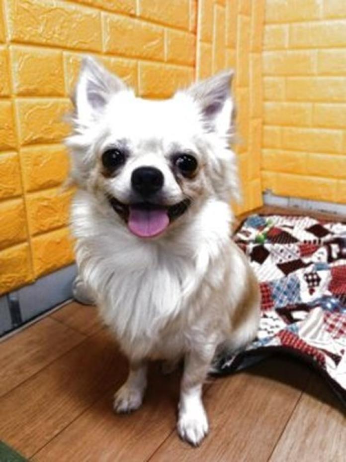 チワワ(ロング)(1024)の子犬情報