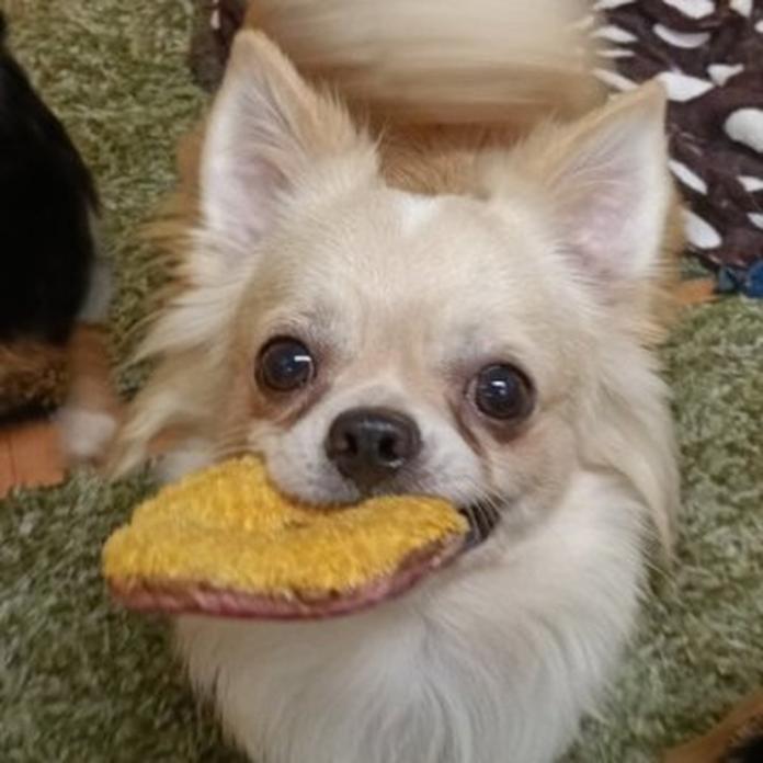 チワワ(ロング)(1024)の子犬情報