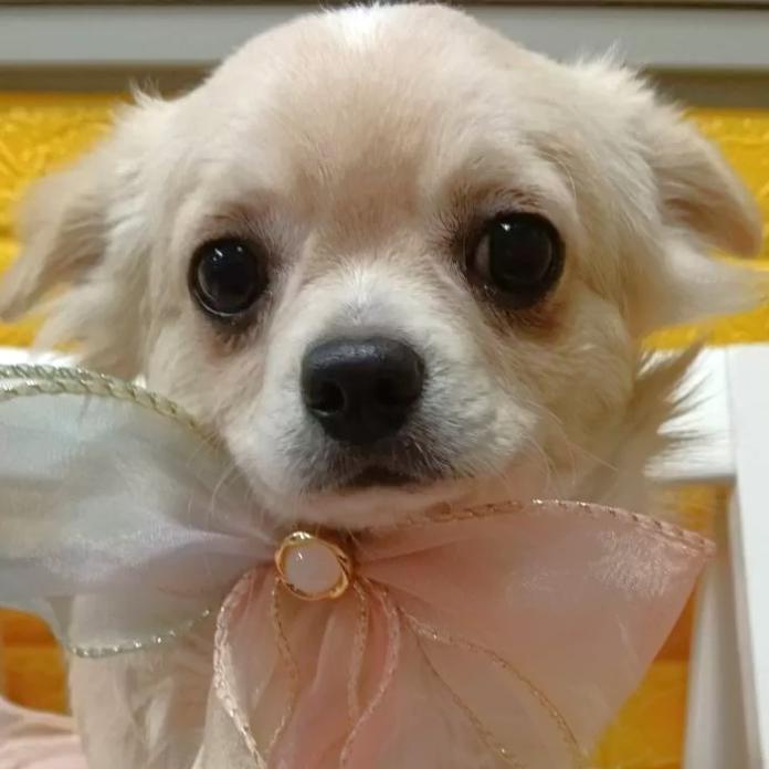 チワワ(ロング)(千葉県・男の子・2025/07/22・クリーム)の子犬情報! | 土屋 弘美ブリーダー(1024)