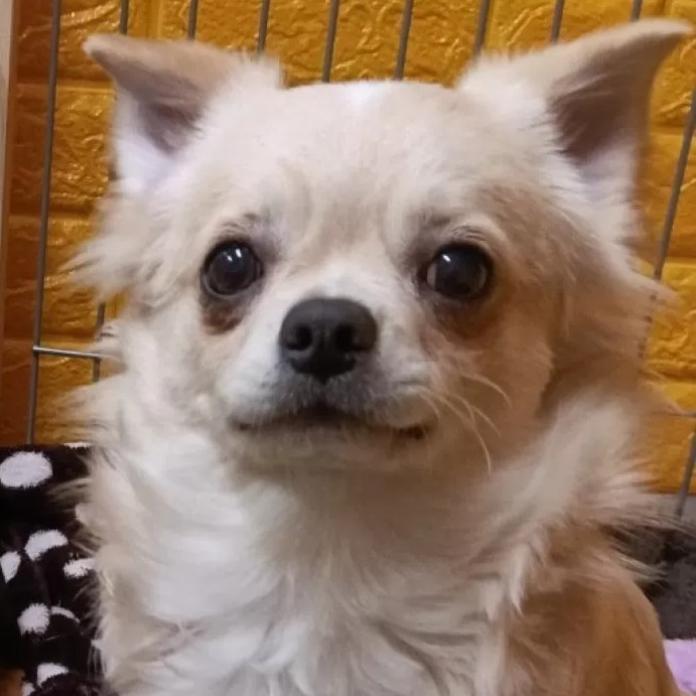 チワワ(ロング)(千葉県・男の子・2025/07/22・クリーム)の子犬情報! | 土屋 弘美ブリーダー(1024)