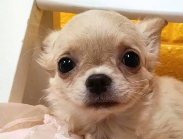 チワワ(ロング)(千葉県・男の子・2025/10/09・クリーム)の子犬情報! | 土屋 弘美ブリーダー(1025)