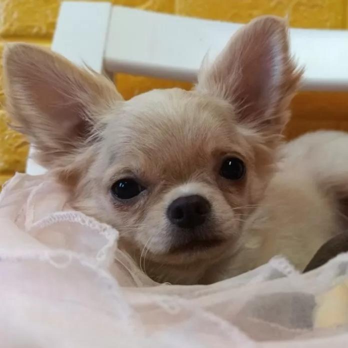 チワワ(ロング)(千葉県・男の子・2025/10/09・クリーム)の子犬情報! | 土屋 弘美ブリーダー(1025)