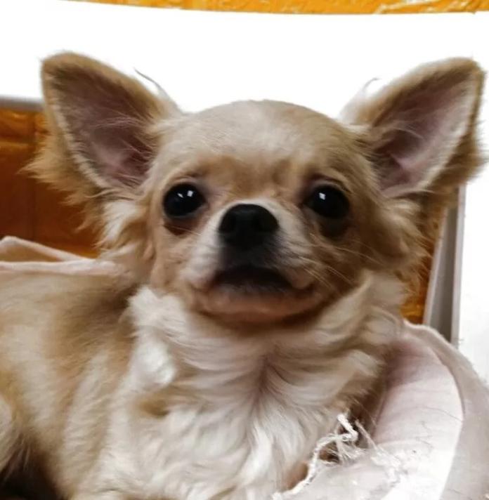 チワワ(ロング)(千葉県・男の子・2025/10/09・クリーム)の子犬情報! | 土屋 弘美ブリーダー(1025)