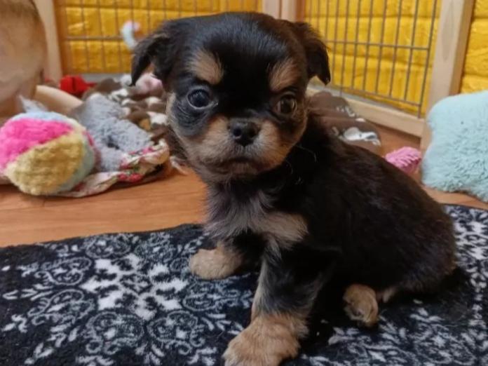 チワワ(ロング)(千葉県・男の子・2025/12/29・ブラックタン)の子犬情報! | 土屋 弘美ブリーダー(1033)