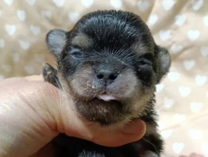 チワワ(ロング)(千葉県・男の子・2025/12/29・ブラックタン)の子犬情報! | 土屋 弘美ブリーダー(1034)