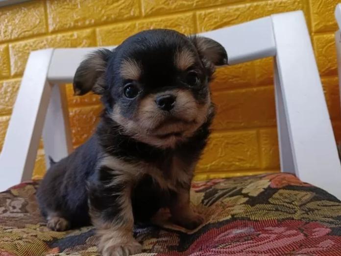 チワワ(ロング)(千葉県・男の子・2025/12/29・ブラックタン)の子犬情報! | 土屋 弘美ブリーダー(1034)