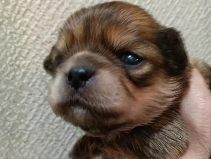 チワワ(ロング)(千葉県・男の子・2025/12/29・フォーンセーブル)の子犬情報! | 土屋 弘美ブリーダー(1035)