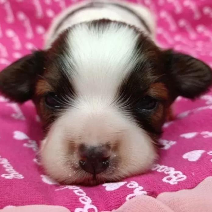 パピヨン(千葉県・女の子・2026/01/12・レッドセーブル&ホワイト)の子犬情報! | 土屋 弘美ブリーダー(1102)