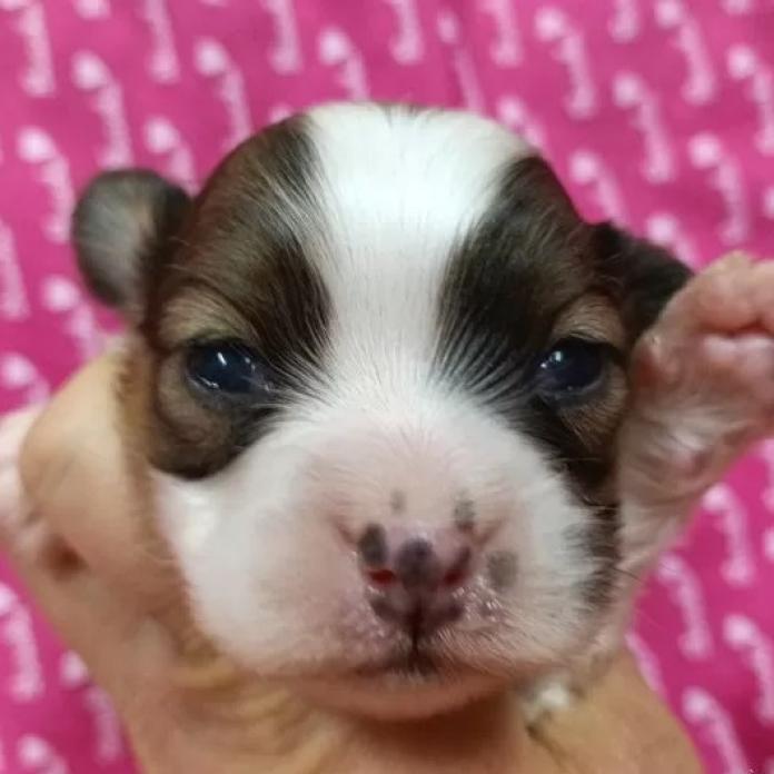 パピヨン(千葉県・女の子・2026/01/12・レッドセーブル&ホワイト)の子犬情報! | 土屋 弘美ブリーダー(1103)