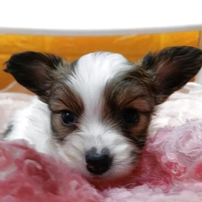 パピヨン(千葉県・女の子・2026/01/12・レッドセーブル&ホワイト)の子犬情報! | 土屋 弘美ブリーダー(1103)