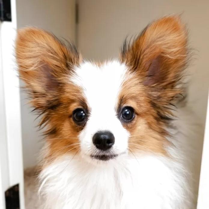 パピヨン(1150)の子犬情報