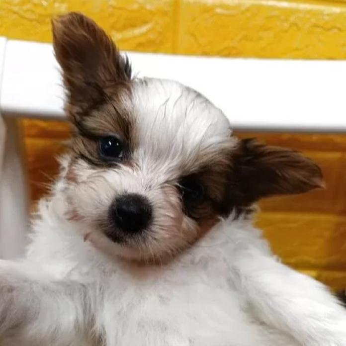 パピヨン(千葉県・女の子・2026/01/29・レッドセーブル&ホワイト)の子犬情報! | 土屋 弘美ブリーダー(1150)