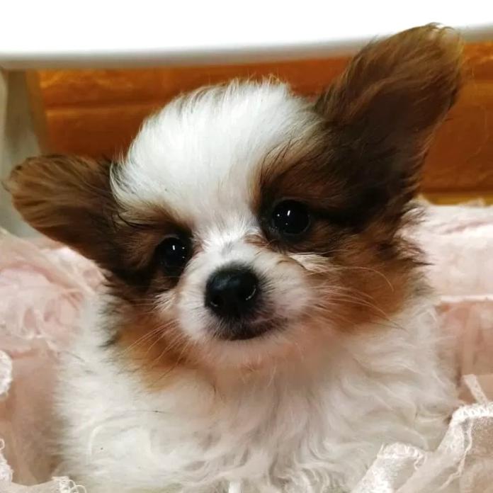 パピヨン(1150)の子犬情報