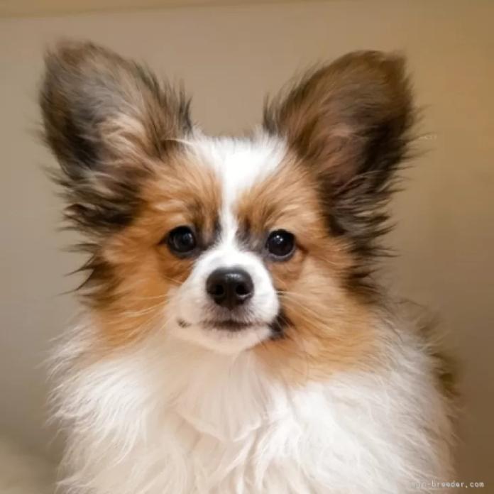 パピヨン(1151)の子犬情報