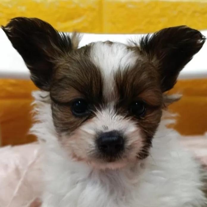 パピヨン(千葉県・男の子・2026/01/29・レッドセーブル&ホワイト)の子犬情報! | 土屋 弘美ブリーダー(1151)