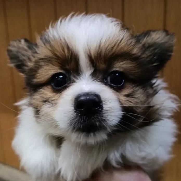 パピヨン(1151)の子犬情報