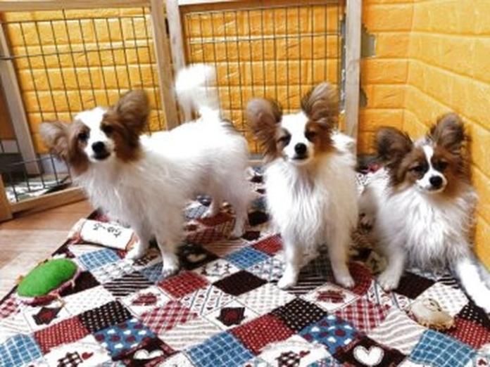 パピヨン(1152)の子犬情報