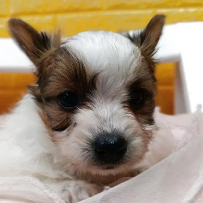 パピヨン(千葉県・女の子・2026/01/29・レッドセーブル&ホワイト)の子犬情報! | 土屋 弘美ブリーダー(1152)