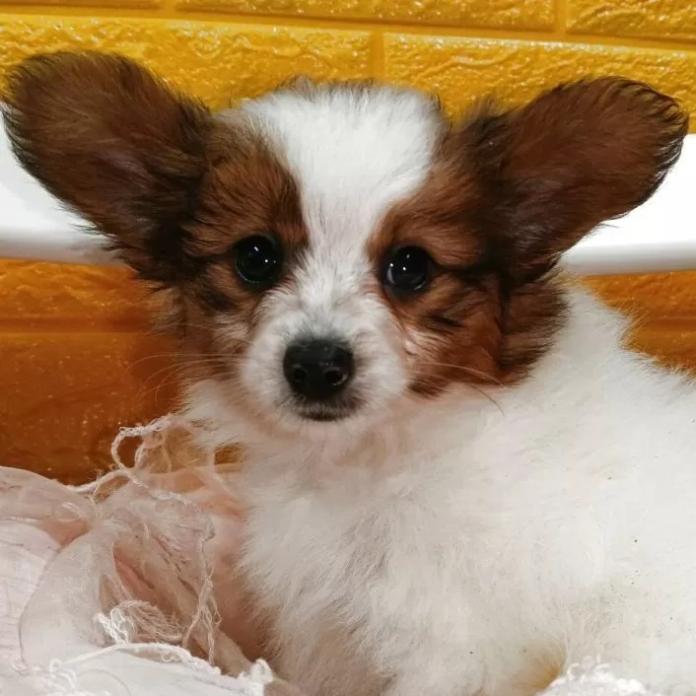 パピヨン(1152)の子犬情報