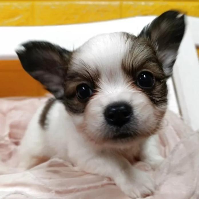 パピヨン(千葉県・男の子・2026/01/30・レッドセーブル&ホワイト)の子犬情報! | 土屋 弘美ブリーダー(1153)