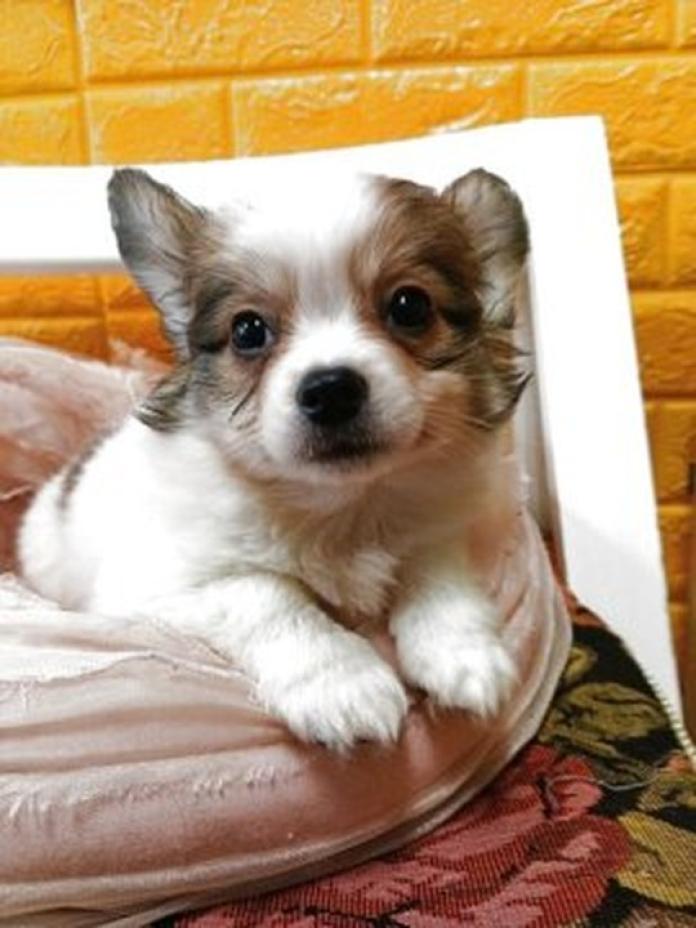 パピヨン(千葉県・男の子・2026/01/30・レッドセーブル&ホワイト)の子犬情報! | 土屋 弘美ブリーダー(1153)