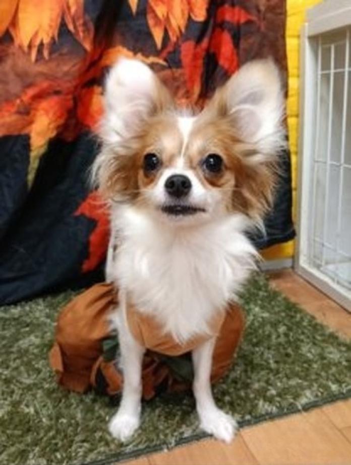 パピヨン(1154)の子犬情報