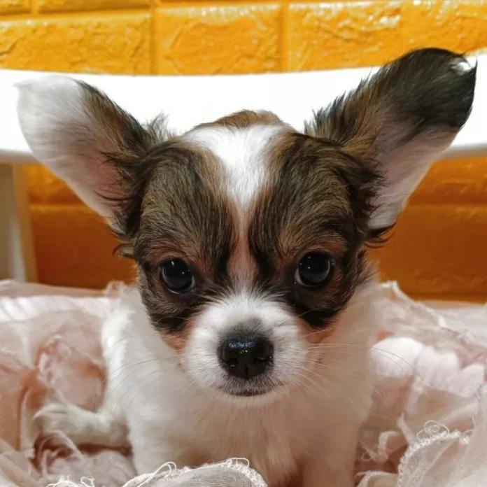 パピヨン(1154)の子犬情報