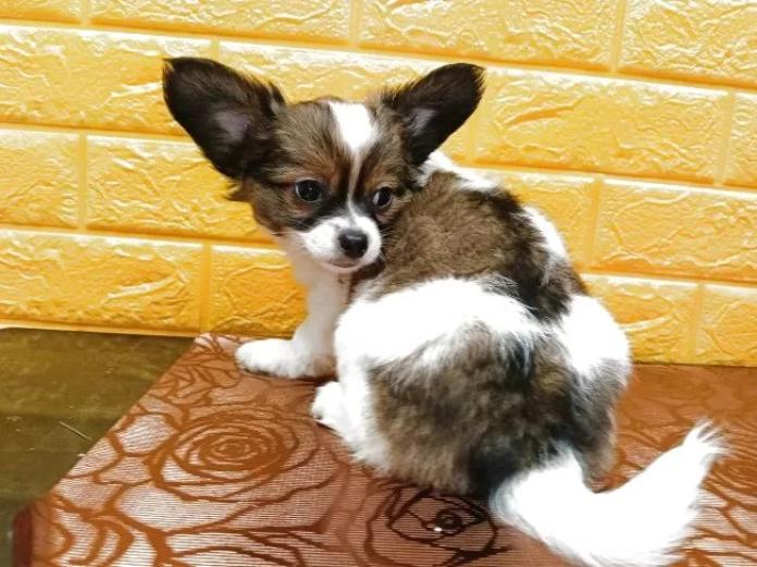 パピヨン(1155)の子犬情報