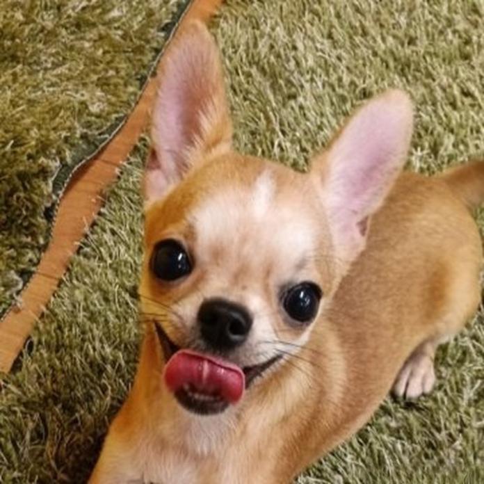 チワワ(スムース)(1157)の子犬情報