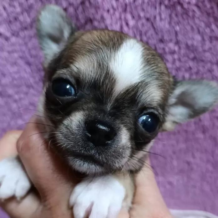 チワワ(ロング)(千葉県・男の子・2026/01/30・フォーン&ホワイト)の子犬情報! | 土屋 弘美ブリーダー(1157)