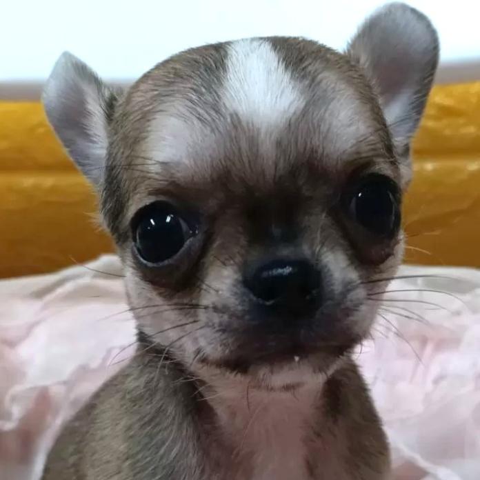 チワワ(ロング)(千葉県・男の子・2026/01/30・フォーン&ホワイト)の子犬情報! | 土屋 弘美ブリーダー(1157)