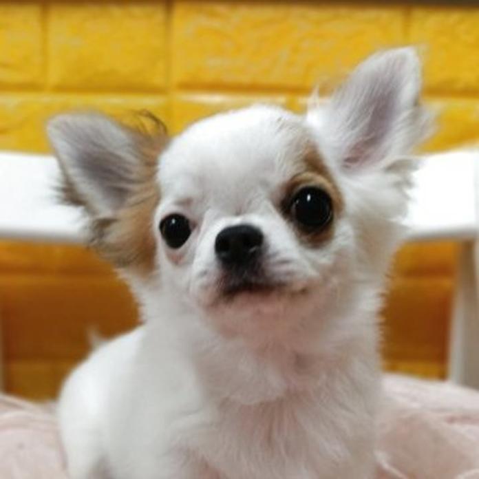 チワワ(ロング)(1158)の子犬情報